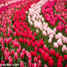 Keukenhof Gardens: The Netherlands Park of Flowers And Tulips