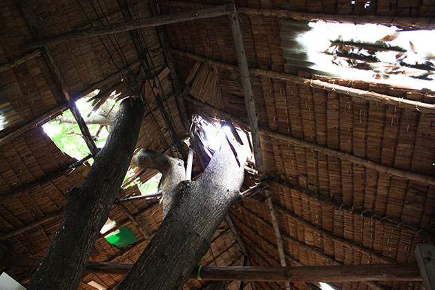 Tree Through Roof