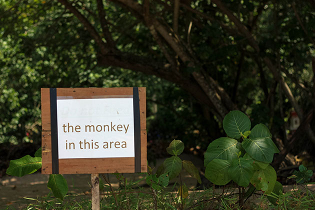 monkeys in Thailand