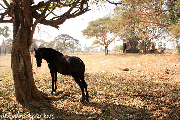 Bagan Horse
